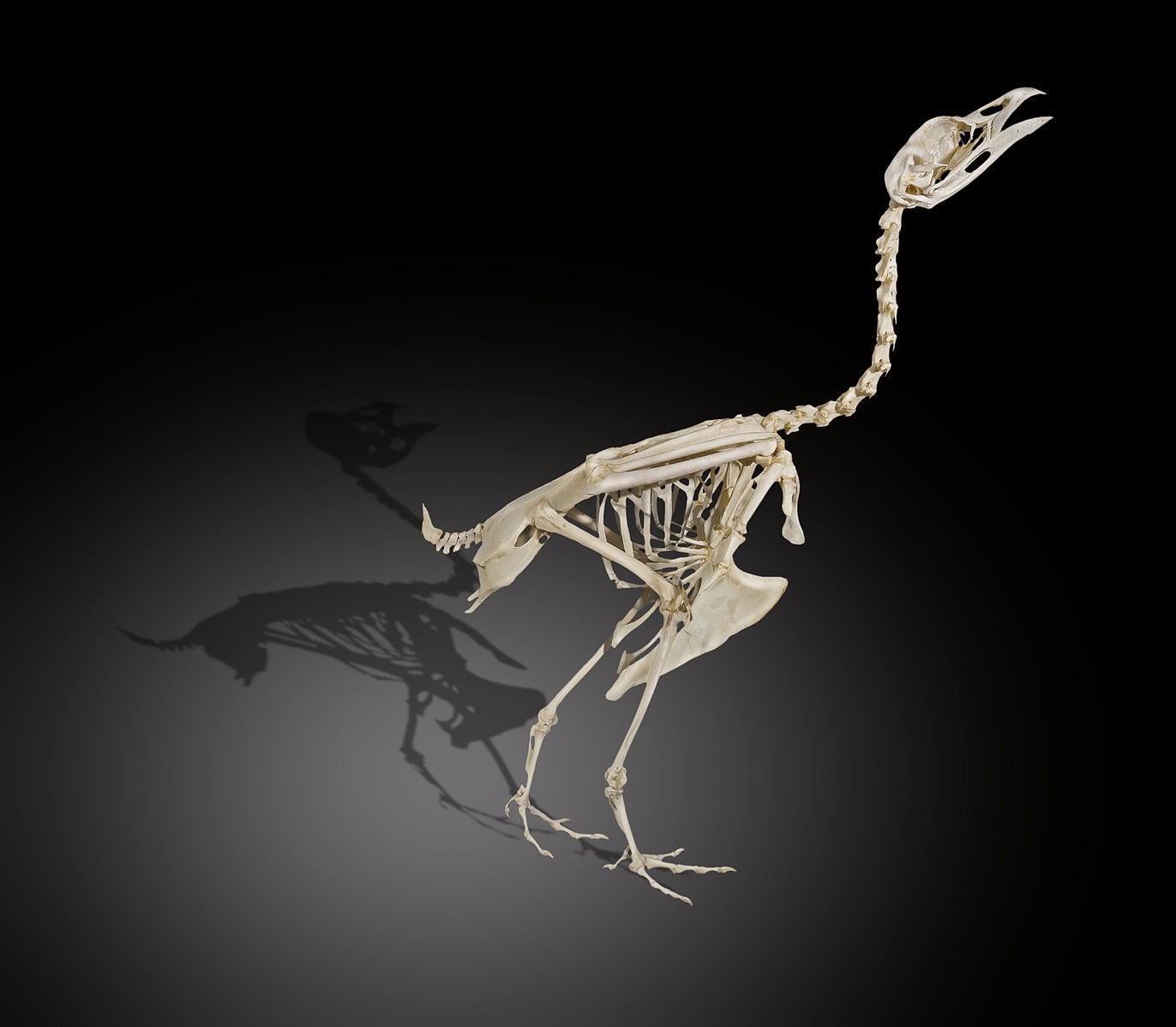 bird-skeleton-1.jpg