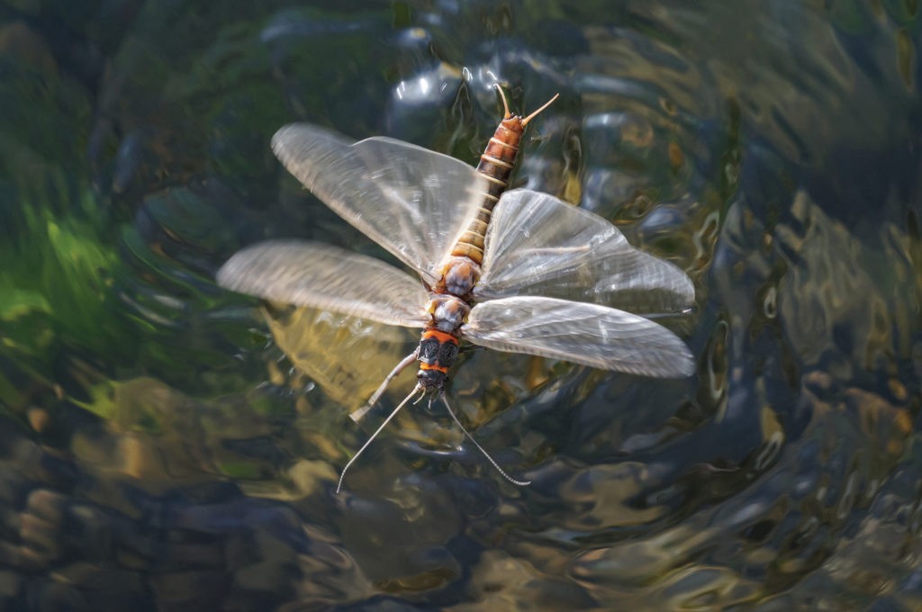 dragonfly over water