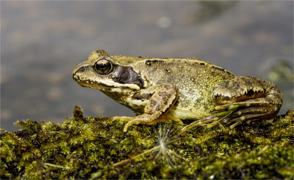 common frog larva