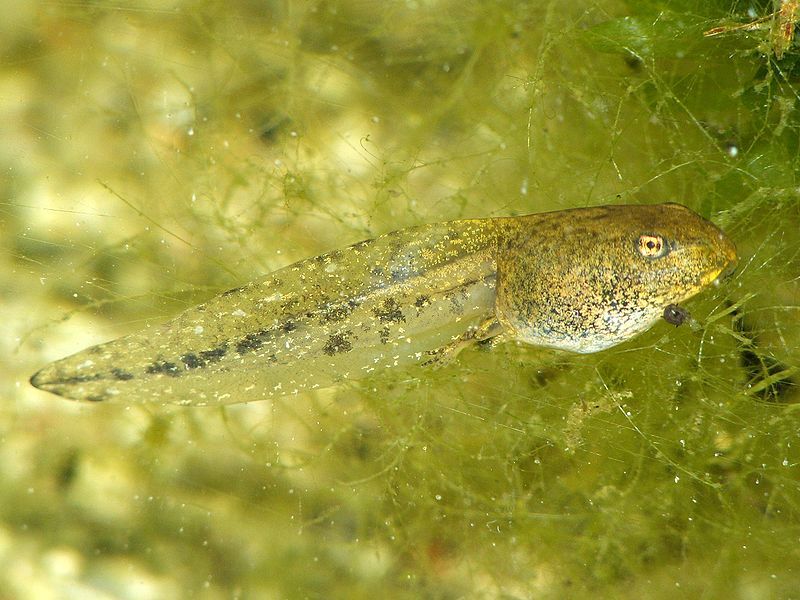 common frog larva