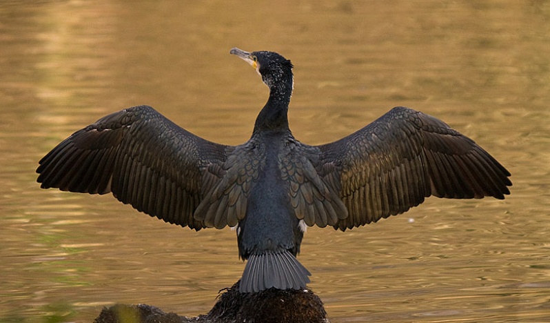 Cormorant drying off