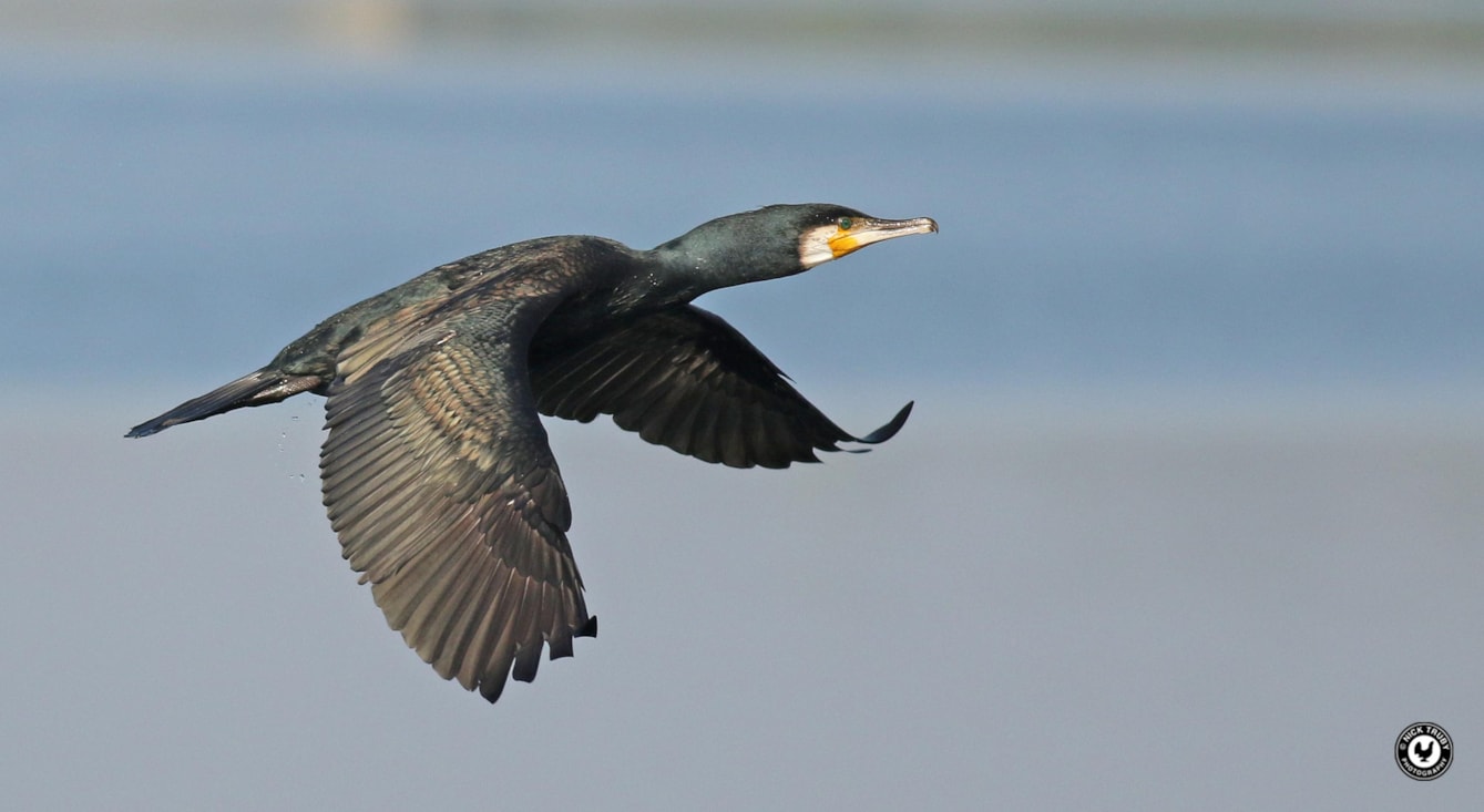 Cormorant in flight