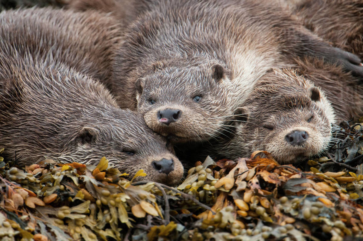 Otter family resting in seaweed