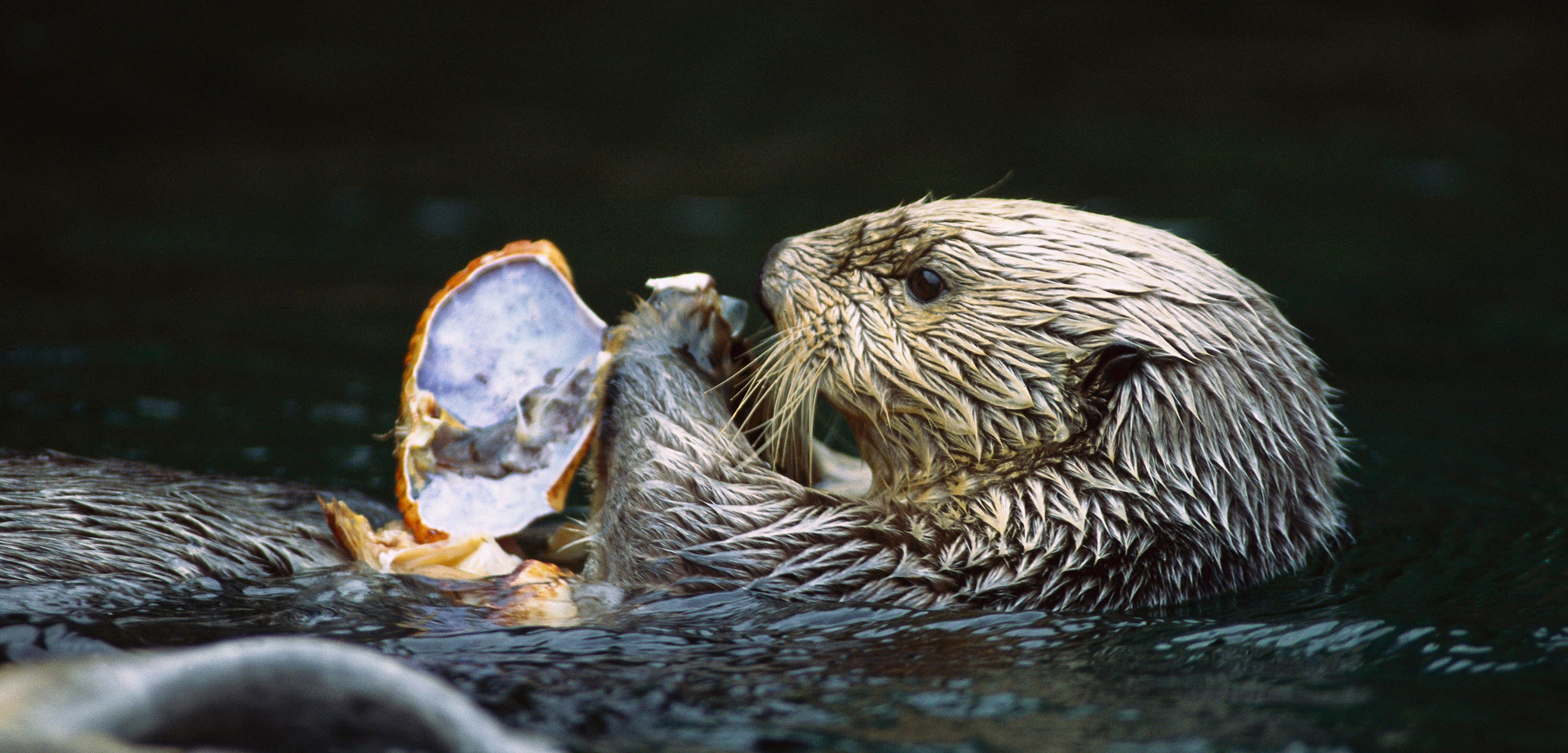 Otter feeding