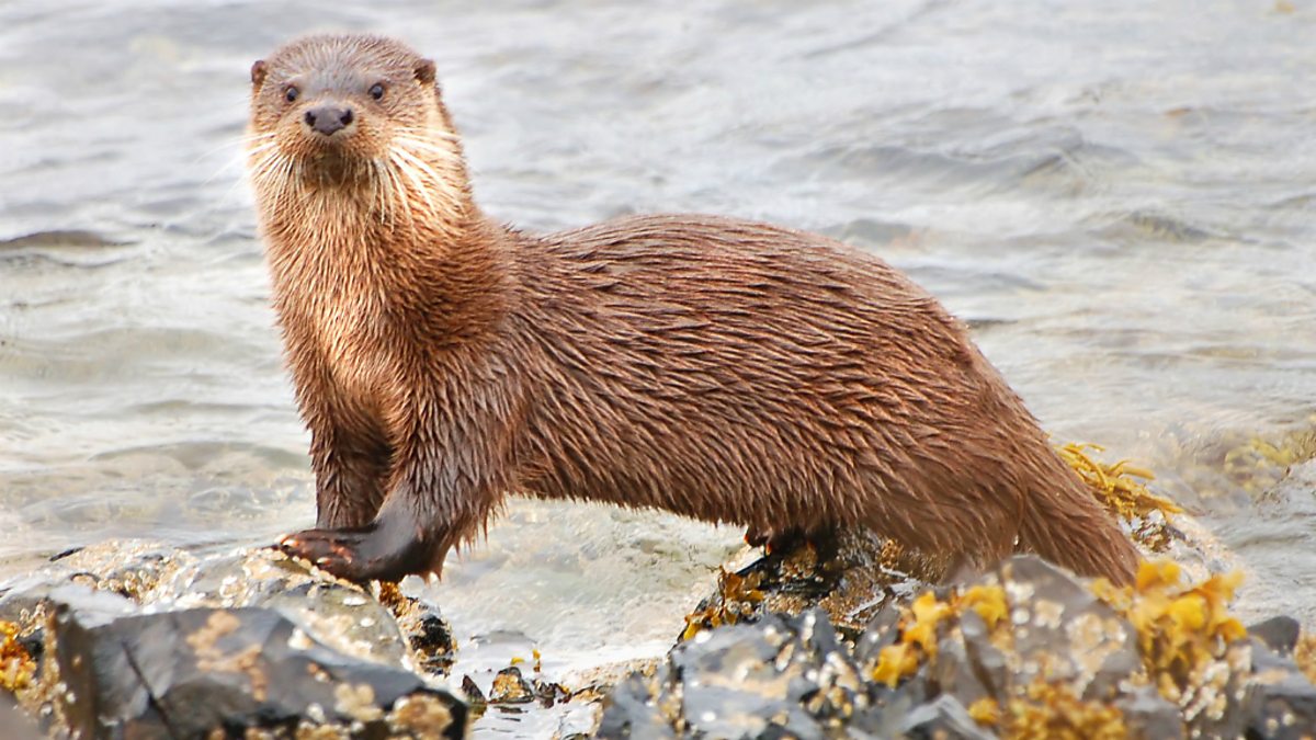 adult otter on Isle of Mull