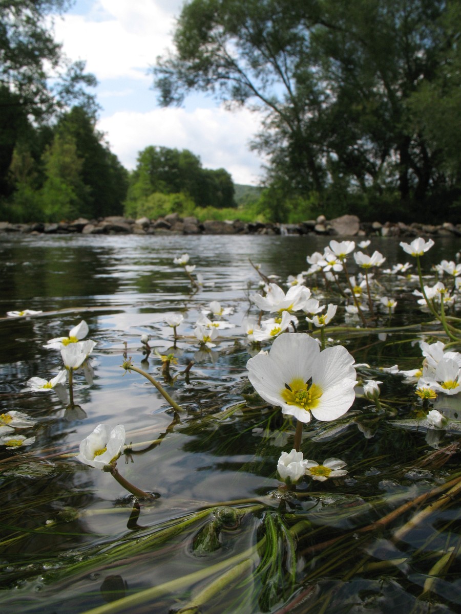 river water crowfoot