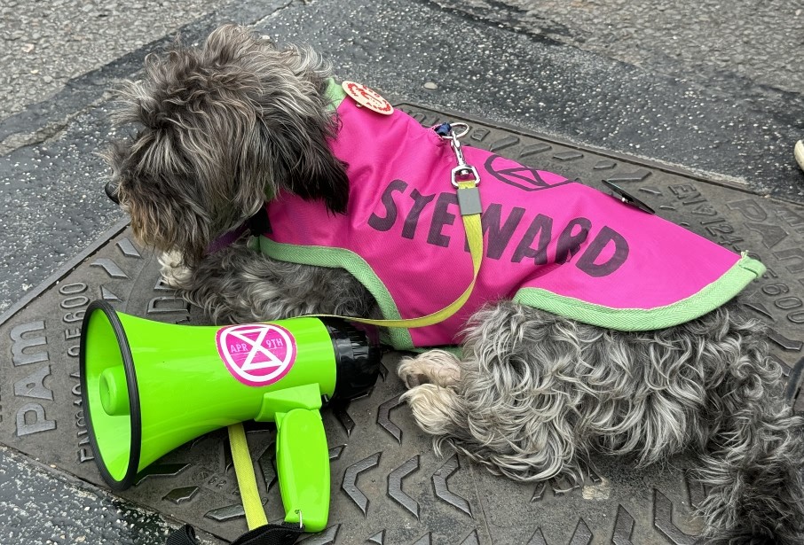 Smithy the Stewarding Dog with Megaphone