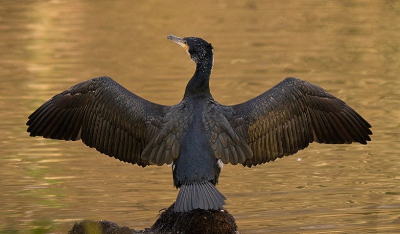 cormorant drying out.jpg