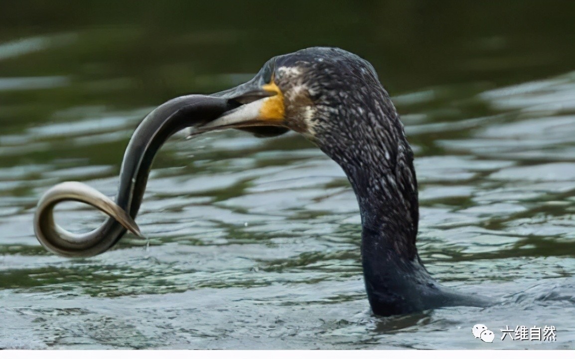 cormorant eating eel