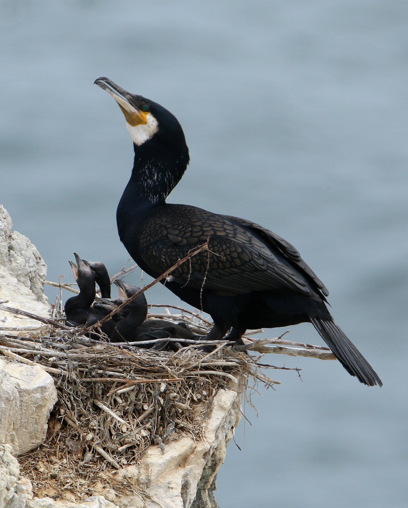 cormorant on the nest