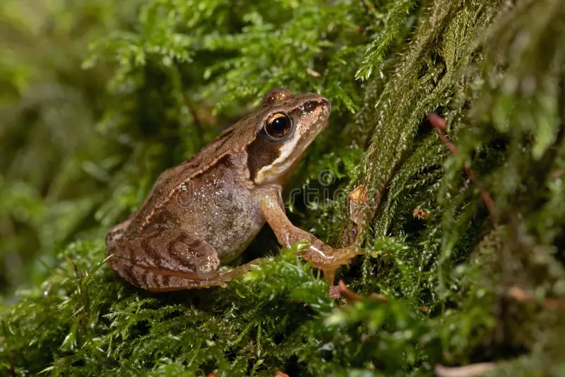 common frog froglet