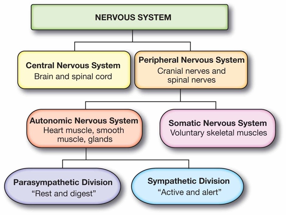 Chart: Relationship between different nervous systems