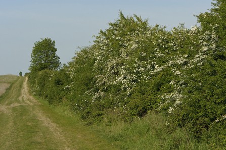 Photo: A hedgerow on farmland